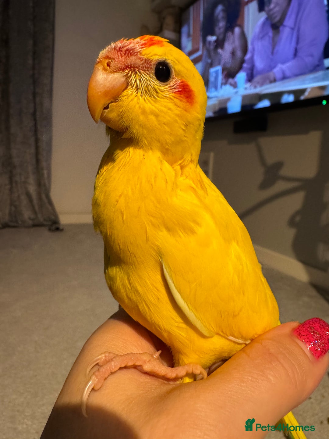 Parakeets birds for sale: Kakariki - Image 1