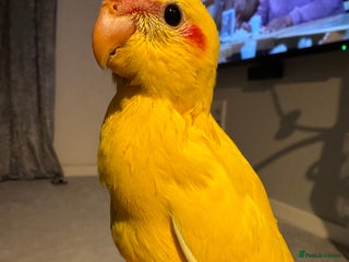 Parakeets birds - Advert 2