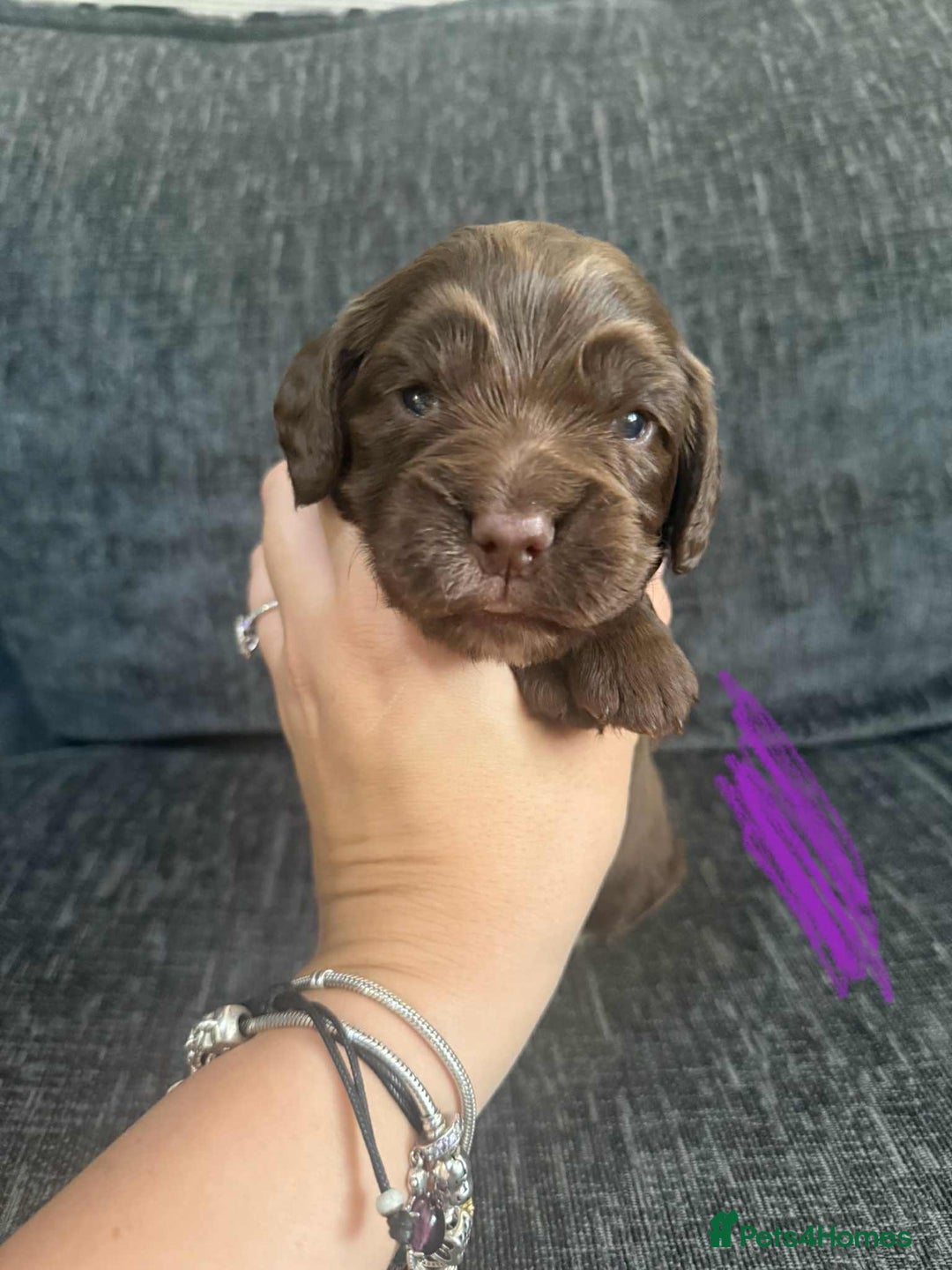 Cocker Spaniel dogs for sale: Working cocker spaniels - Image 10