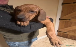Rhodesian Ridgeback dogs for sale: Stunning Rhodisian Ridgeback Girls - Image 5