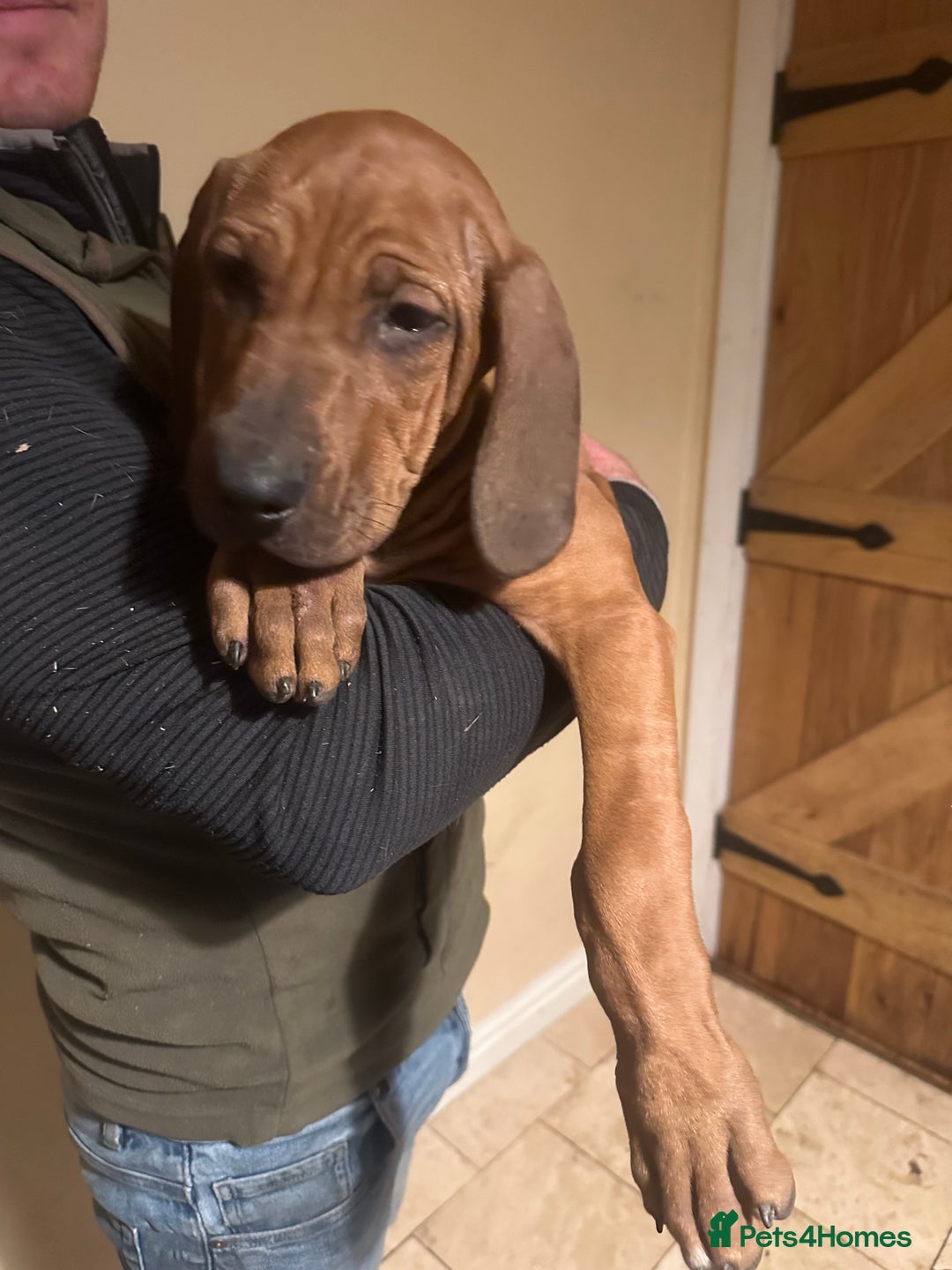 Rhodesian Ridgeback dogs for sale: Stunning Rhodisian Ridgeback Girls - Image 5