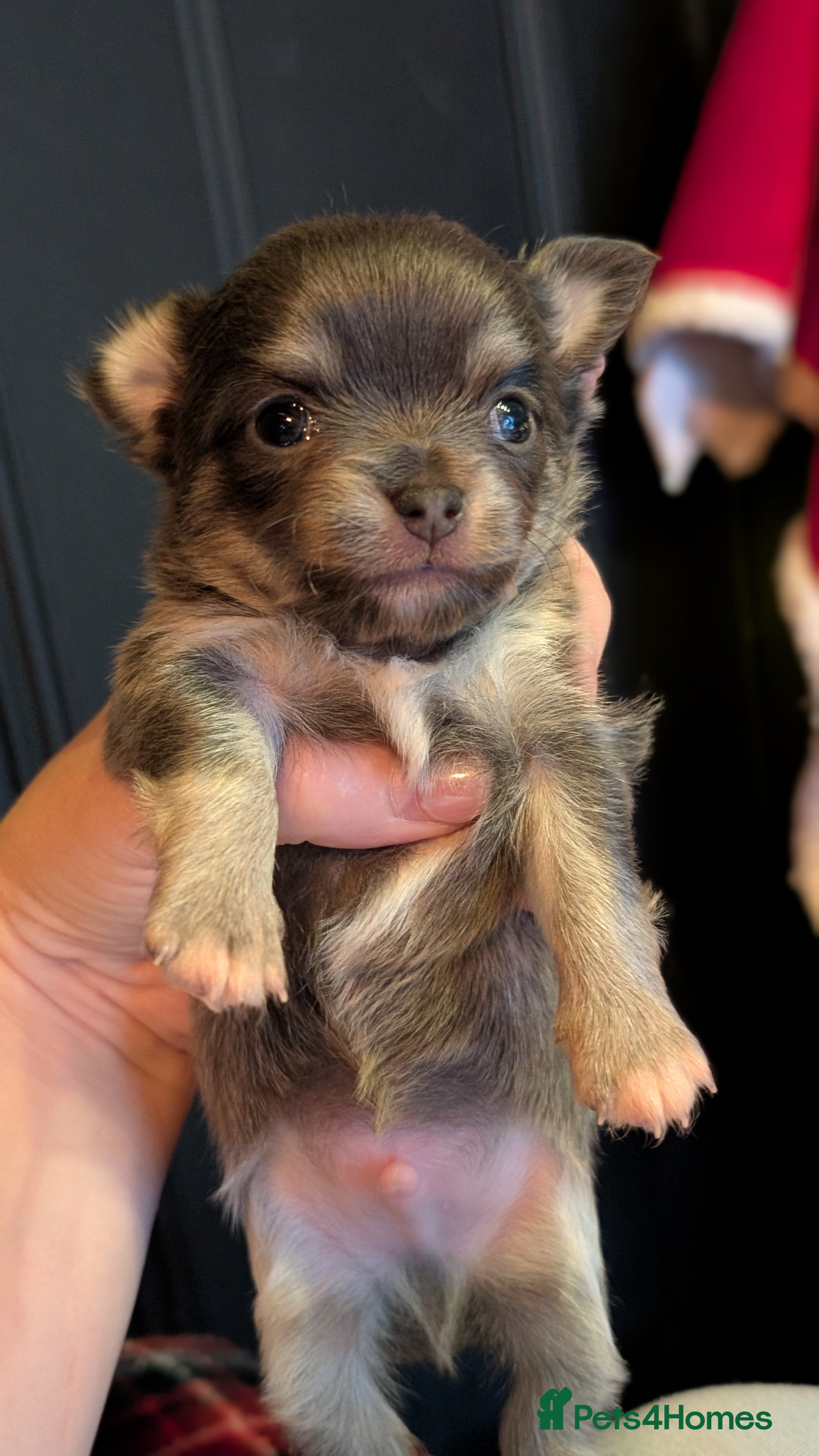 Chihuahua dogs Outstanding KC reg long haired chihuahuas - Advert 4