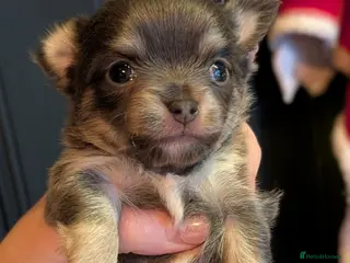Chihuahua dogs Outstanding KC reg long haired chihuahuas - Advert 1