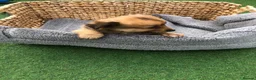Pomchi dogs for sale: Pomchi puppies  - Advert 11