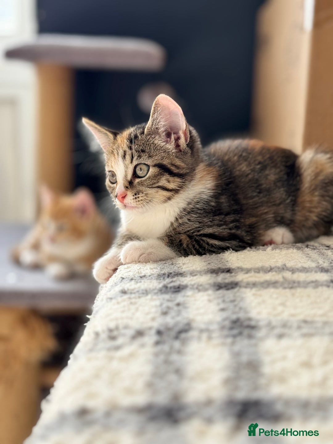 Mixed Breed cats for sale: Two adorable female kittens need a home  - Image 2