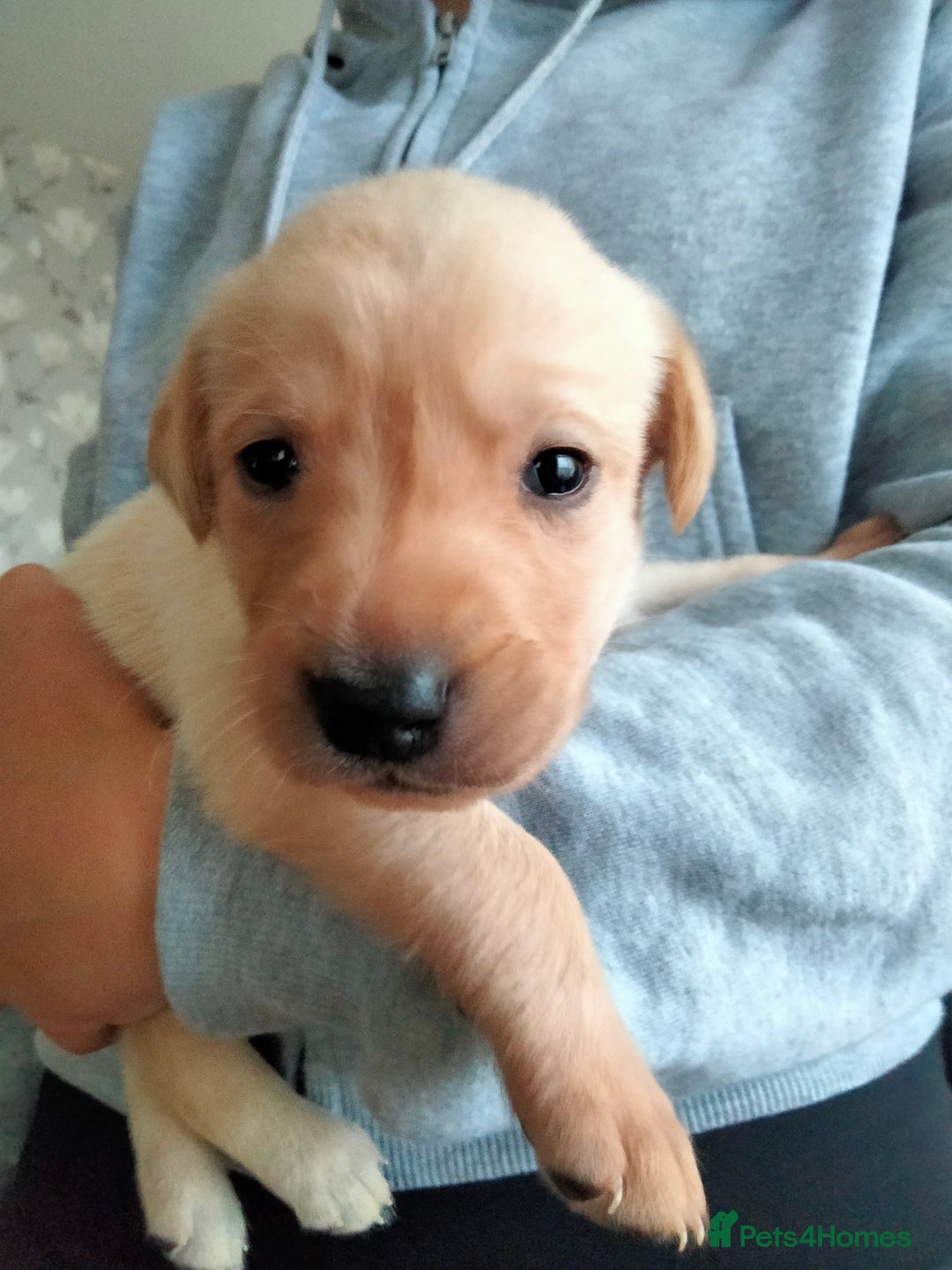 Labrador Retriever dogs for sale: KC Registered Labrador Retriever Puppies in Ross-on-Wye - Image 6