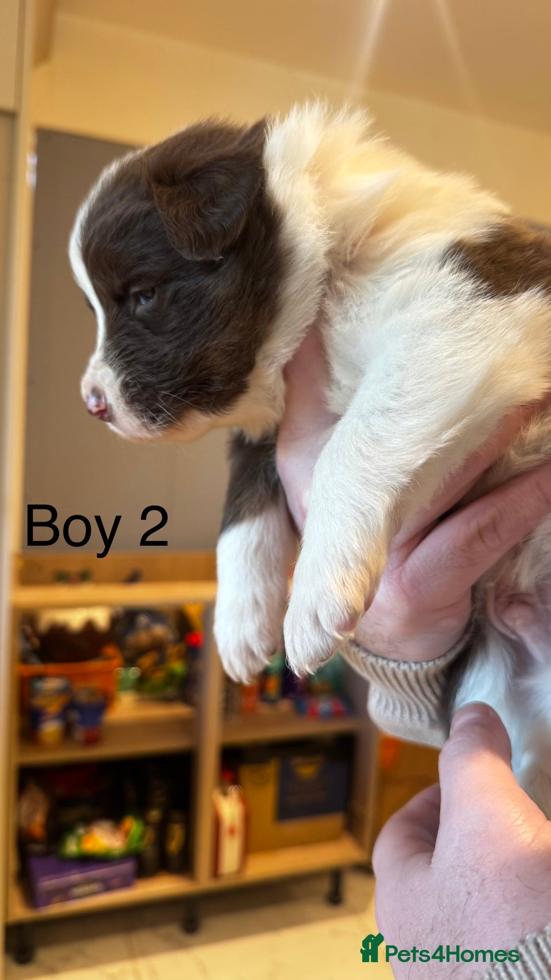 Border Collie dogs for sale: Beautiful Red tri pups  - Advert 12