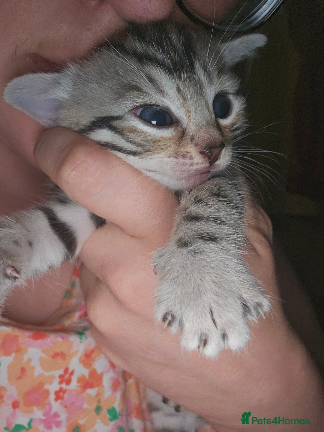 Bengal cats for sale: Pure pedigree bengals avaliable  - Image 11