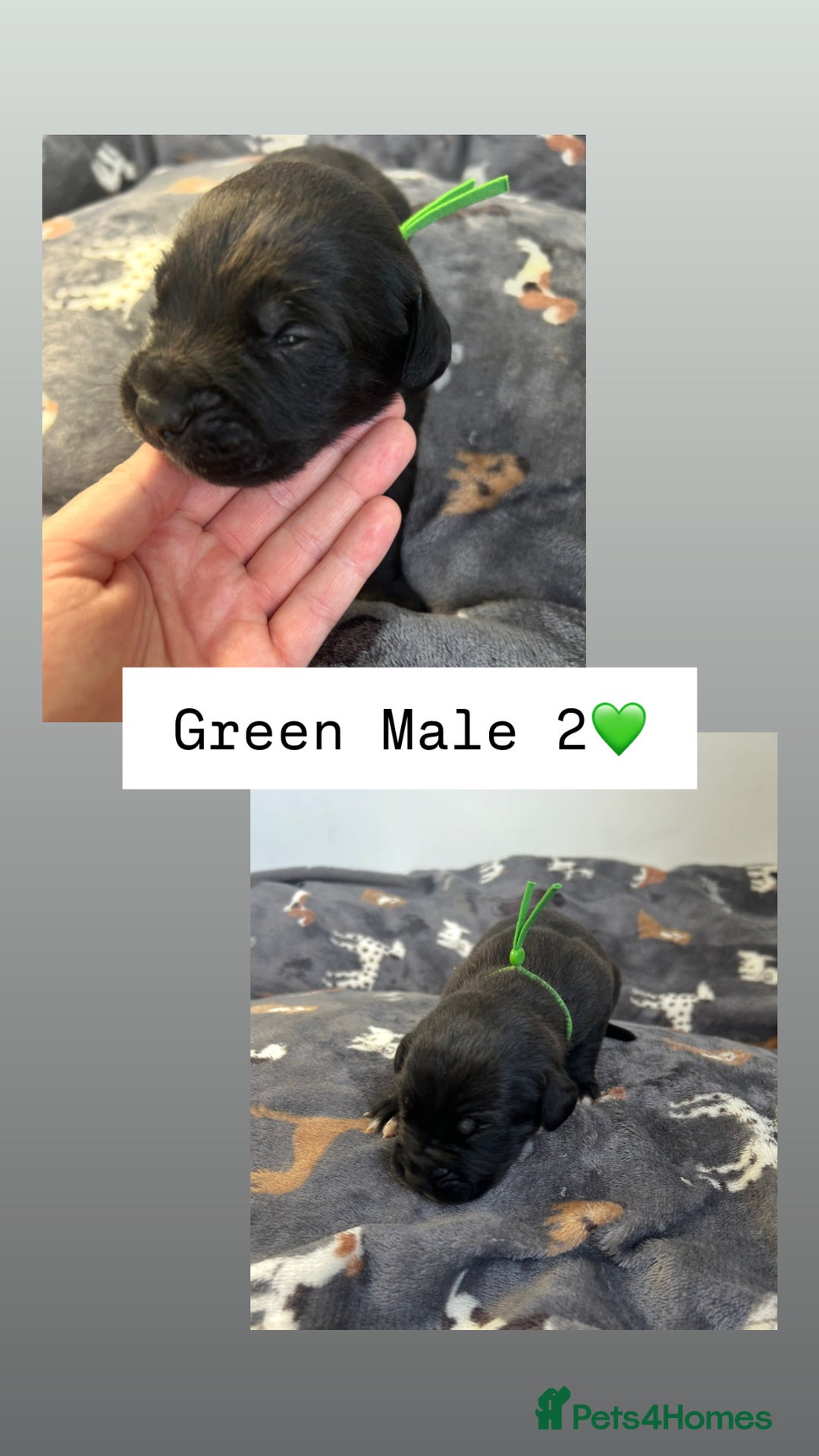 Mixed Breed dogs for sale: Stunning mastiff pups🐾 - Image 7