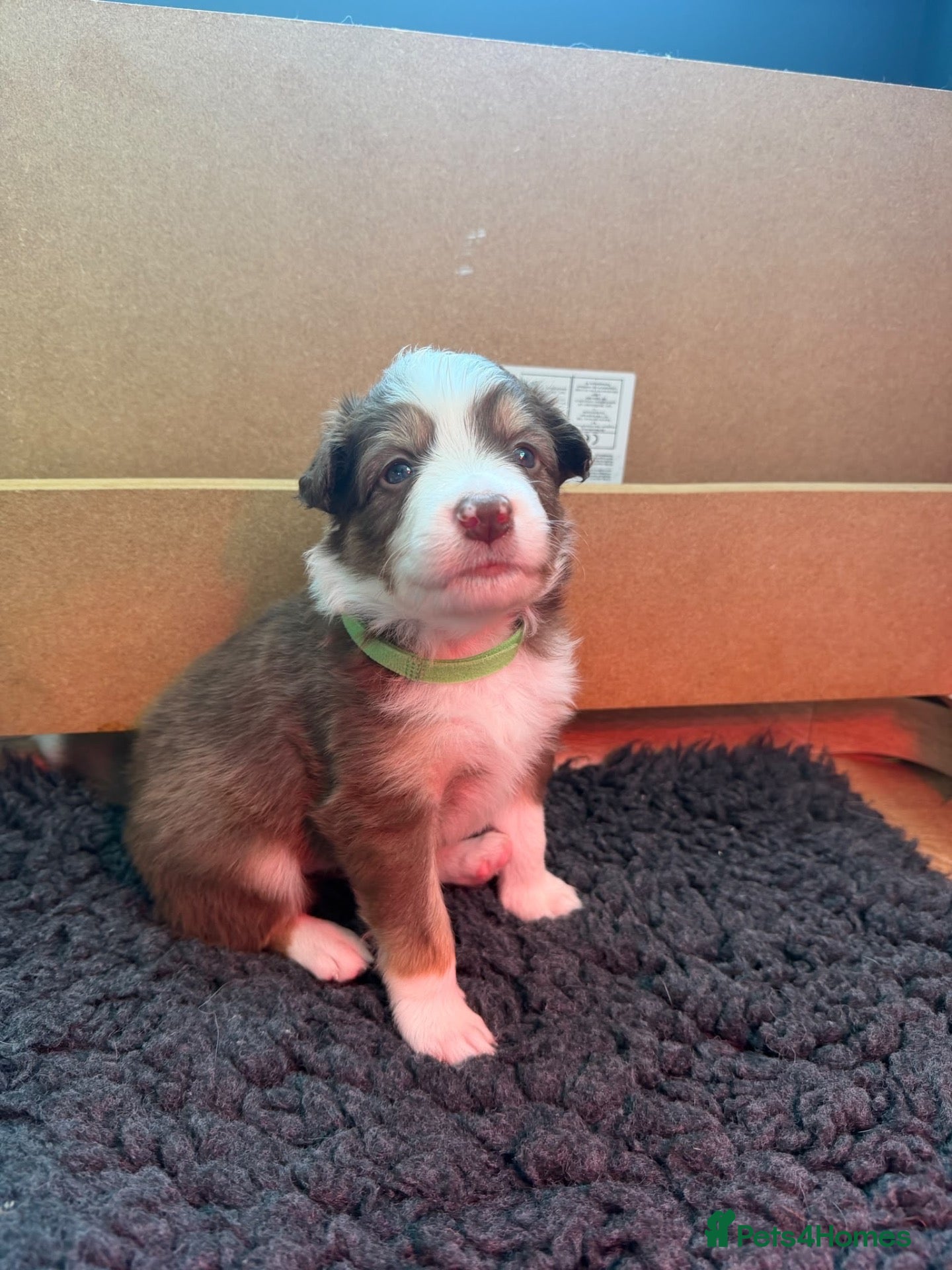 Border Collie dogs Red & white tri Merle border collie puppies puppy - Advert 2