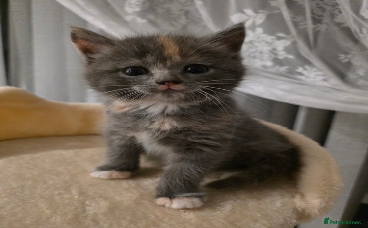 Mixed Breed cats - Advert 1