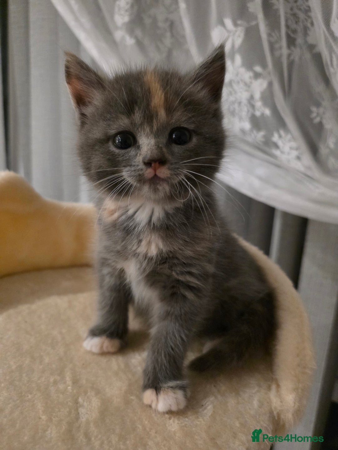 Mixed Breed cats for sale: Red point Ragdoll X Blue British Shorthair - Image 1