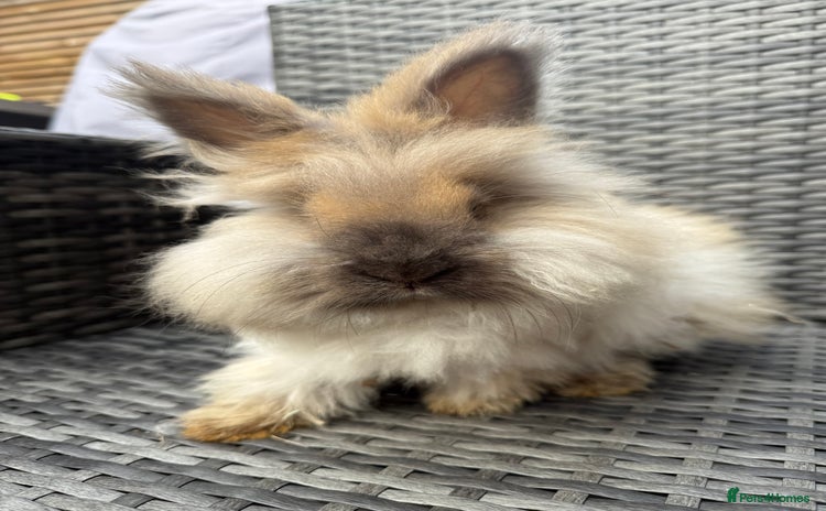 Angora rabbits English Angora Babies  - Advert 1