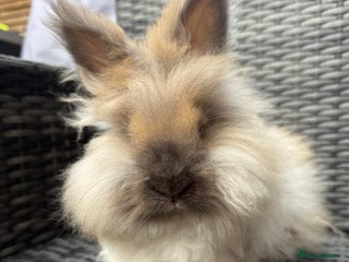 Angora rabbits English Angora Babies - Advert 4