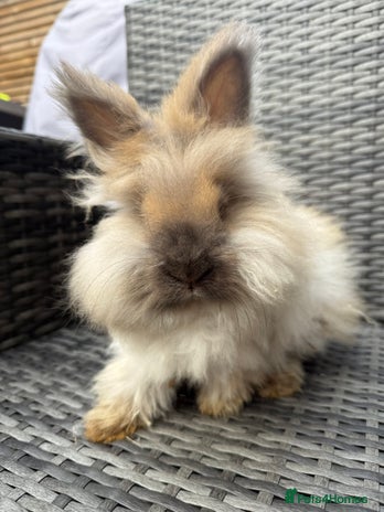 Angora rabbits English Angora Babies - Advert 1