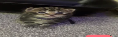 Mixed Breed Kitten 2