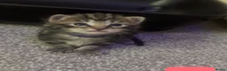 Mixed Breed cats for sale: Six gorgeous tabby kittens for sale! - Advert 5