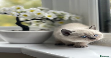 British Shorthair cats British Shorthair colour point kittens white  - Advert 4