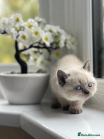 British Shorthair cats British Shorthair colour point kittens white - Advert 8