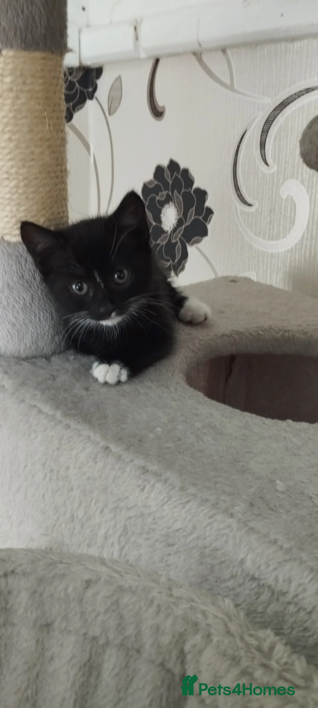 British Shorthair cats for sale: Cutie kittens search new lovely homes - Advert 2
