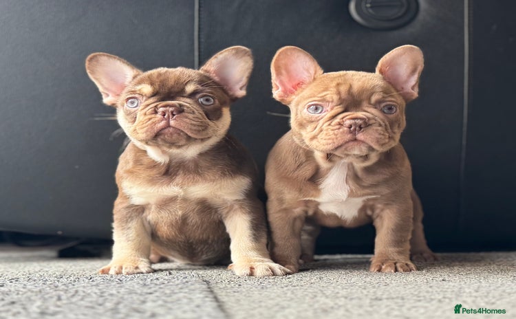 French Bulldog dogs - Advert 12