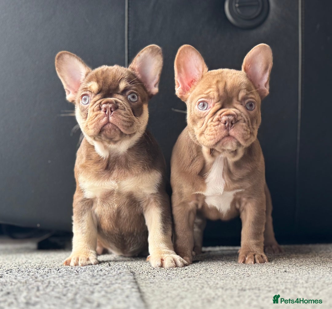 French Bulldog dogs for sale: 1 female available  READY TO LEAVE,   - Image 5