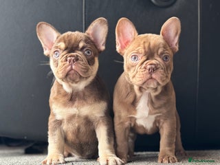 French Bulldog dogs - Advert 3