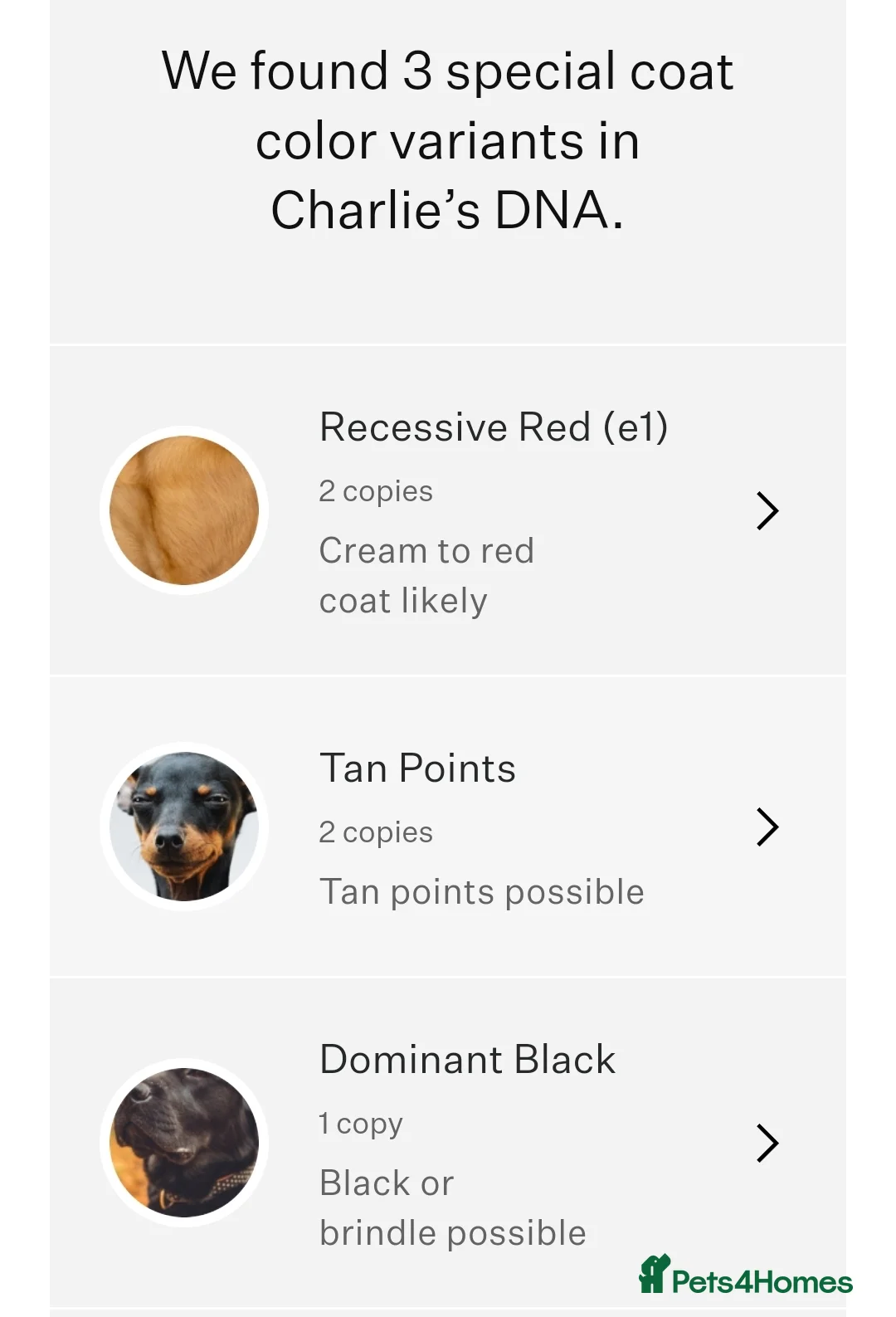 Cockapoo dogs for stud: Proven DNA tested red F1 Cockapoo Charlie for Stud in Milton Keynes - Advert 14