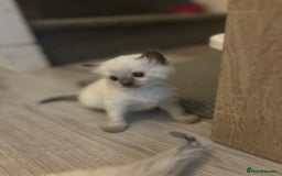 Ragdoll cats for sale: Ragdoll kittens can hold for Christmas 🎅🏼  - Image 11