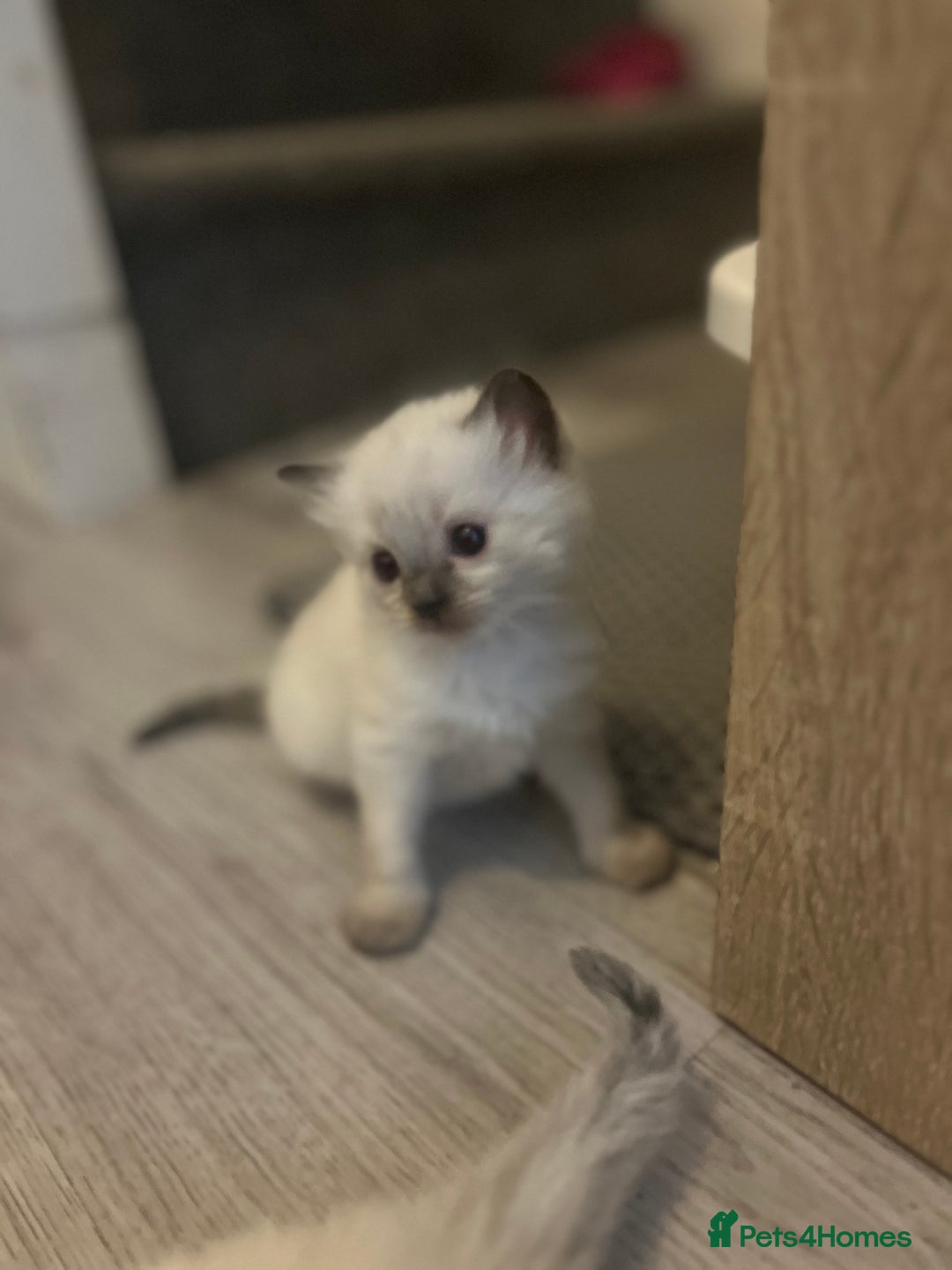 Ragdoll cats for sale: Ragdoll kittens can hold for Christmas 🎅🏼  - Image 11