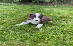 Border Collie dogs for sale: *BORDER COLLIE PUPPIES*⚫️⚪️🟤 - Image 12