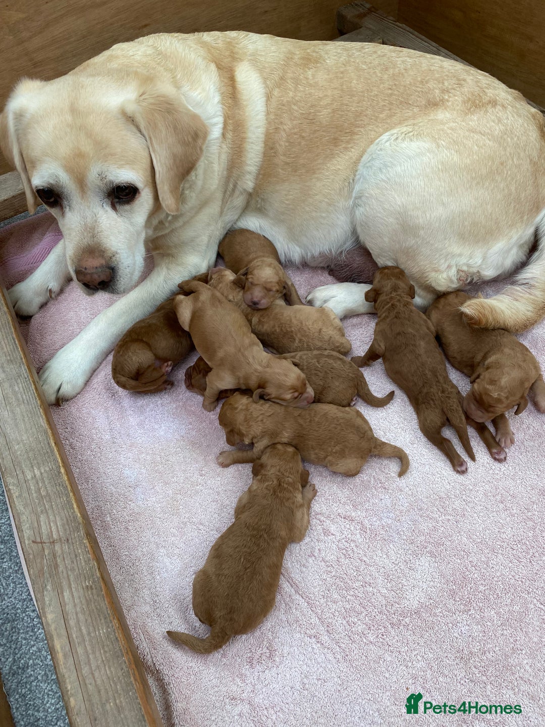 Labradoodle dogs for sale: F1 Red Miniature Labradoodles  - Advert 1