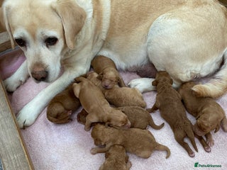 Labradoodle dogs F1 Red Miniature Labradoodles - Advert 2