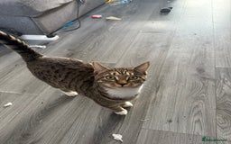 British Shorthair cats for sale: Female British Shorthair – - Advert 2