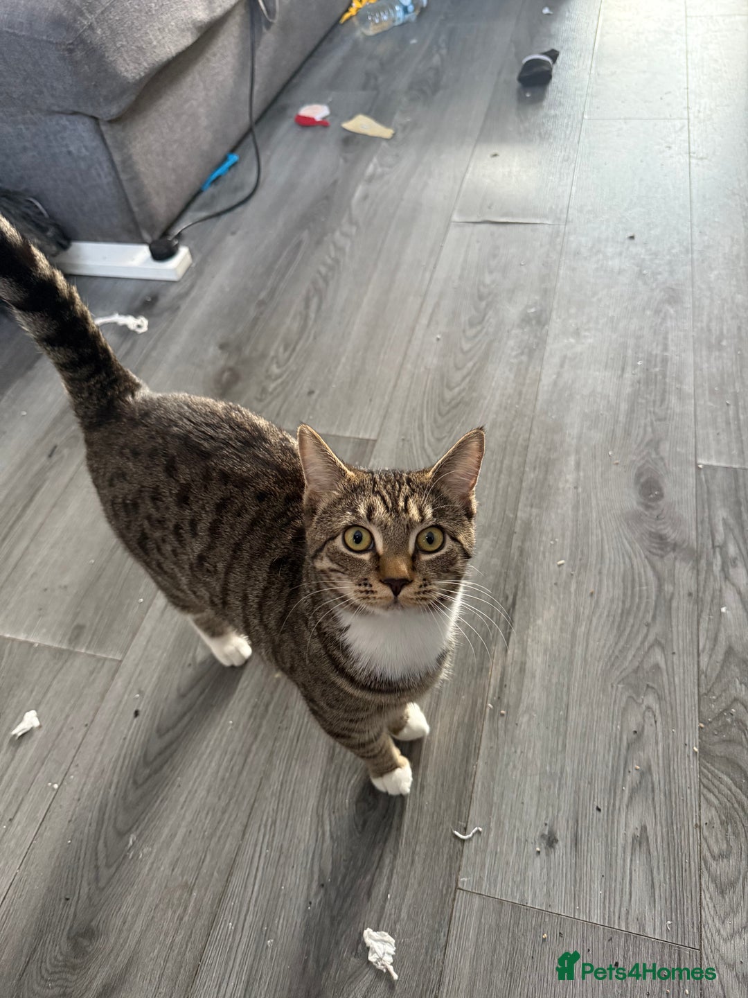 British Shorthair cats for sale: Female British Shorthair – - Advert 2