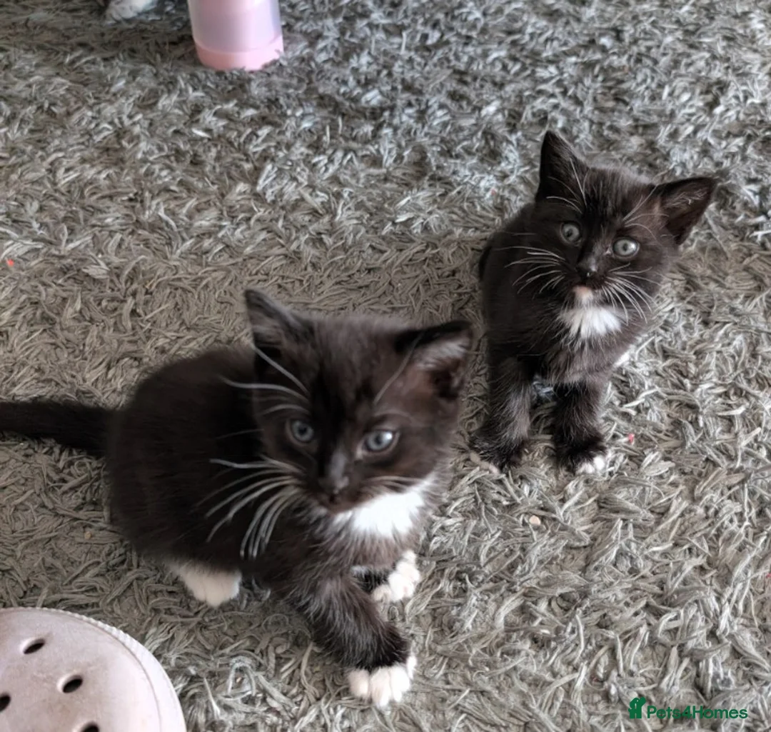 Mixed Breed cats for sale: Kitten  - Advert 3
