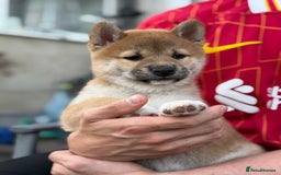 Japanese Shiba Inu dogs for sale: 🧡🦊Stunning KC Shiba Inu female ready now!🧡🦊 - Image 9