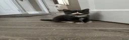 British Longhair cats for sale: 5 stunning kittens  - Advert 3