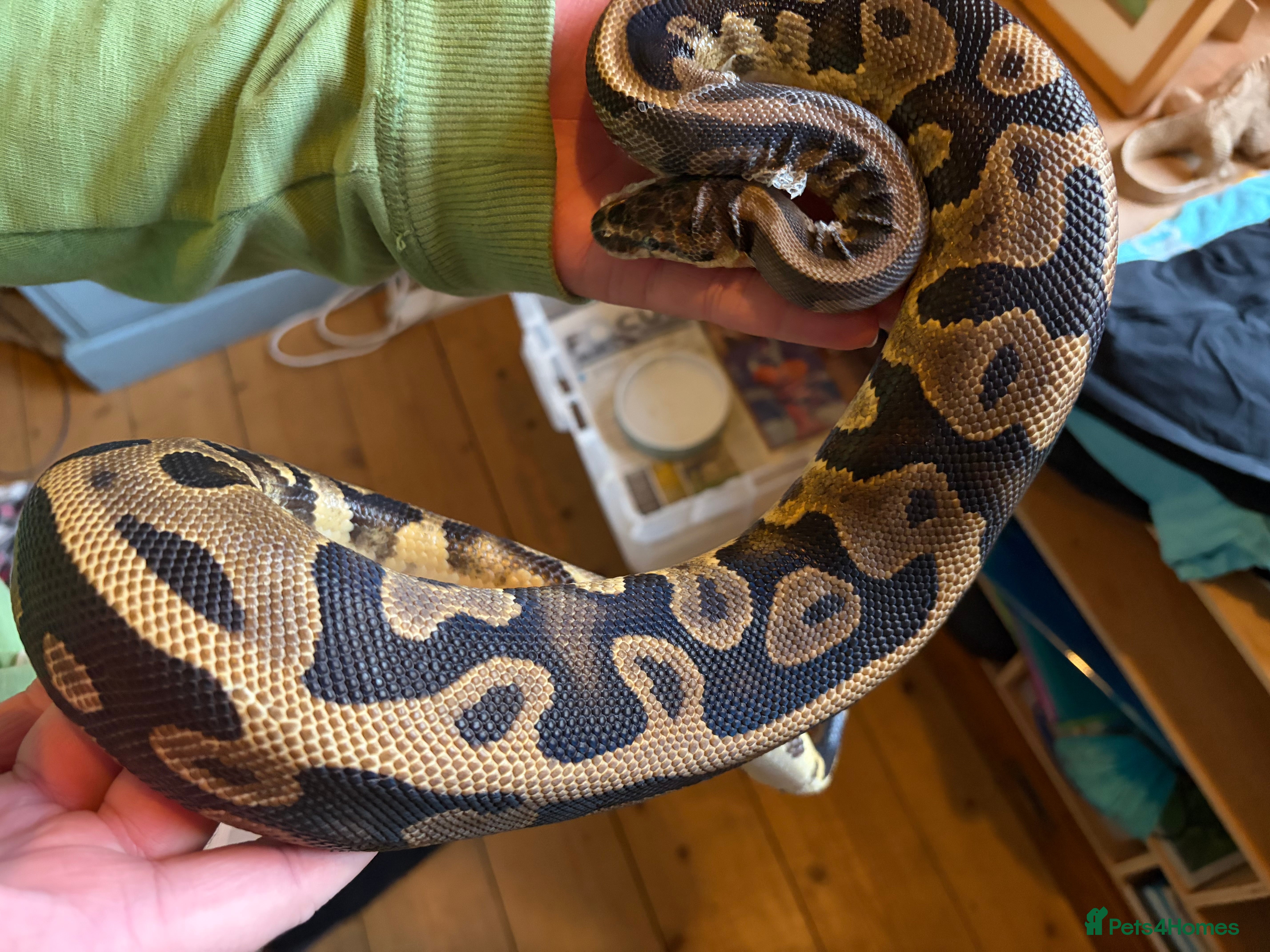 Python Snake reptiles Ball Pythons Leopard enchi gravel - Advert 1