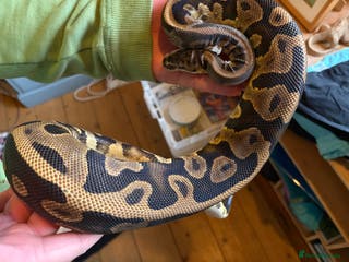 Python Snake reptiles Ball Pythons Leopard enchi gravel - Advert 10