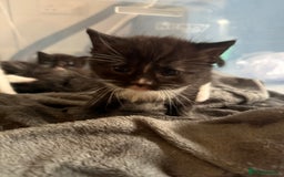 British Shorthair cats for sale: 4 Kittens available - Image 5