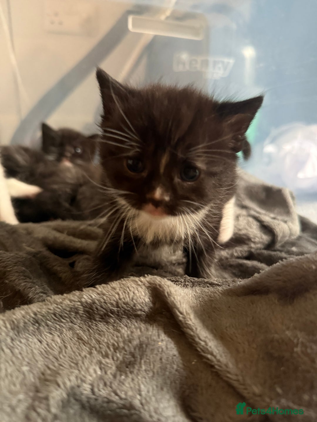 British Shorthair cats for sale: 4 Kittens available - Image 5