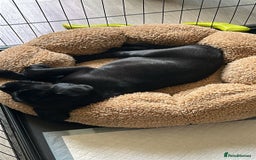 Cane Corso dogs for sale: 8 week old cane corso male puppy - Image 2