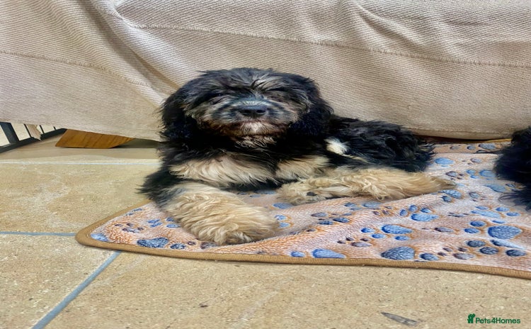 Cavapoo dogs in Market Drayton - Advert 16