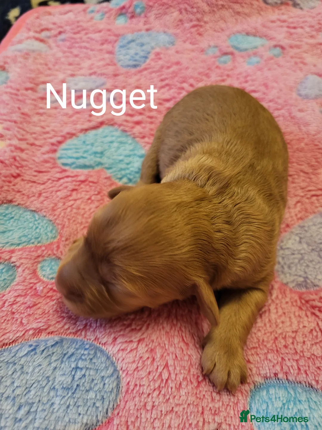 Cavapoo dogs for sale: 3 Female F1b Cavapoos - Advert 17