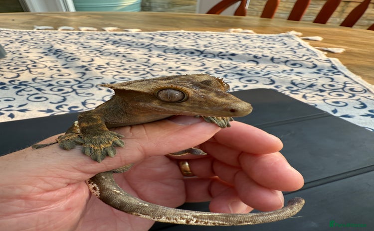 Gecko reptiles - Advert 1
