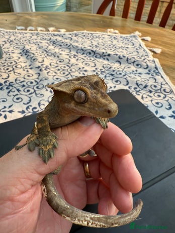 Gecko reptiles - Advert 3