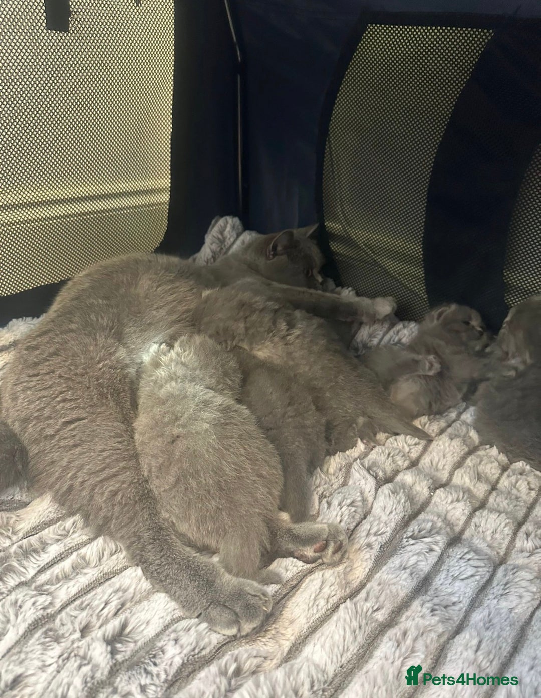 British Shorthair cats for sale: GCCF registered kitten  - Advert 19