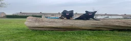 German Shepherd dogs for sale: German shepherd - Advert 4