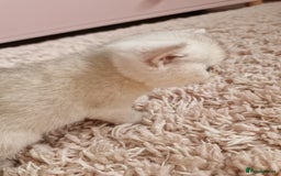 British Shorthair cats for sale: BSH 4 kittens ready for reservation  - Image 16